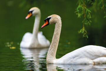 Couple mute swan. Cygnets on summer day in calm water. Bird in the nature habitat