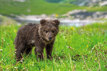 Bear cub on the summer meadow. Ursus arctos in grass with yellow flowers on mountain and lake background