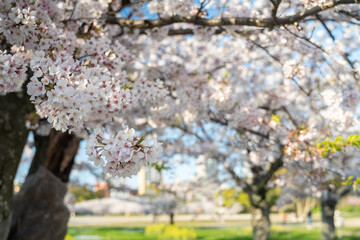 Fototapeta premium 春の観光地 春の日本の桜 青空と桜 日本の四季 満開の桜 桜並木 桜と和の風景