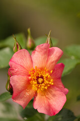 Orange Flower of Rosa Yann Arthus-Bertrand Covered with Water Drops