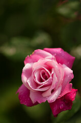 Tea Rosa Archduke Charles, Shades of Pink Flower Covered with Water Drops