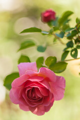 Bright Pink Rose Flower Lilian Austin, Sunlit Background