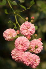 Fragrant Hybrid Perpetual Rose Jacques Cartier Blossoming Branch