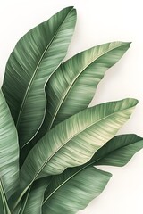 Obraz premium Vibrant Tropical Leaves in Minimalist Botanical Art Poster Design