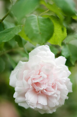 Delicate Light Pink Rosa Flower Mme Alfred Carriere, Green Background