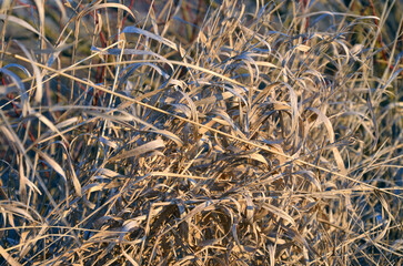close up of dry grass in winter
