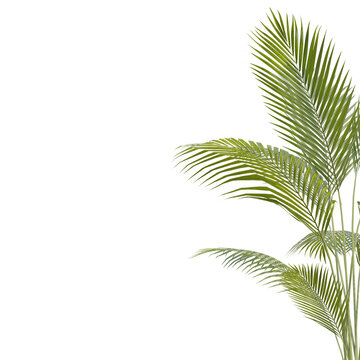 Summer Tropical palm leaves. Exotic palms tree. Transparent Background.	