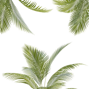 Summer Tropical palm leaves. Exotic palms tree. Transparent Background.	