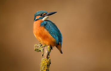 European Kingfisher ( Alcedo atthis ) close up