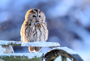 Tawny owl ( Strix aluco ) sitiing in winter scenery