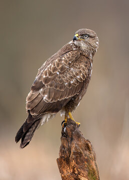 Common buzzard bird ( Buteo buteo )