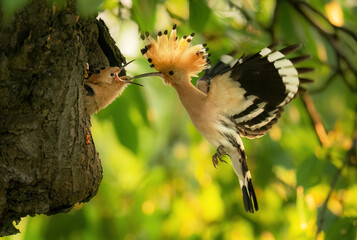 Eurasian hoopoe bird in early morning light ( Upupa epops )
