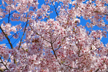 タカトオコヒガンザクラ・鶴ヶ城（福島県・会津若松市）