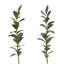 Beautiful garden plant	
