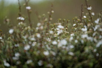 New Zealand native manuka flowers at Bluff, Southland. Textured nature background image with soft, warm greens.