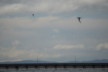 Two White-fronted terns (Sterna striata) flying over rippled sea water. Large copy space nature background.