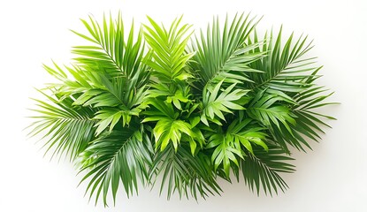 Lush Tropical Greenery  Palm Leaves  Exotic Foliage  White Background