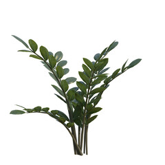 Beautiful garden plant	
