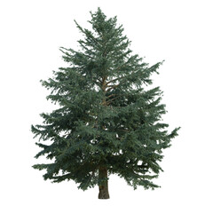 Pine and fur trees isolated on a transparent background	
