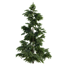 Pine and fur trees isolated on a transparent background	
