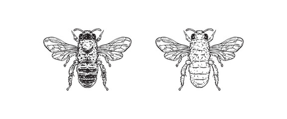 Drawing of Bees - hand sketch of insect, black and white illustration, Drawing, Art, Bug, Vintage Logo