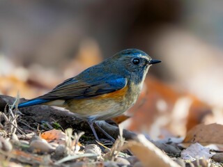 森の中の木陰で地面に降りて周りを見渡しているルリビタキの雄
