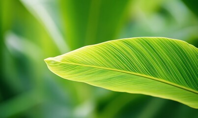 Close-up vibrant green leaf with parallel veins, sunlight.