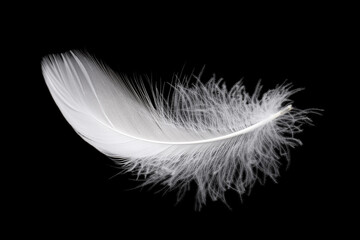 White Bird Feathers Isolated on Black Background. Fluffy Downy. Softness of Feathers Floating in The Air.	