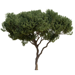 Fototapeta premium Pine and fur trees isolated on a transparent background 