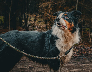 Large tri-color dog on a leash, gazing upward in a forest, displaying an alert, curious stance.