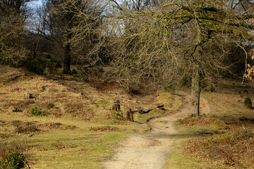 Leafless tree arches over a winding path in a quiet woodland clearing, capturing early spring’s...