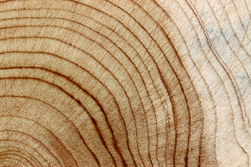 Fototapeta premium Wooden annual rings texture natural background, waves shape of timber tree as minimal nature pattern. Cross-section of juniper. Wood aesthetic texture fon, environmental design, plain nature fon