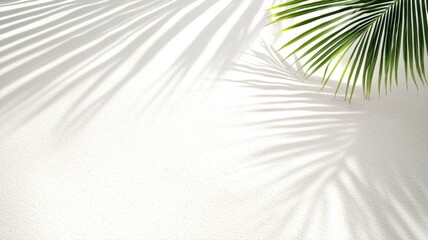 Fototapeta premium Palm leaf shadows on a white wall creating a tropical and minimalist aesthetic.