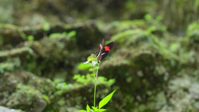 Adelpha iphicleola butterfly flaps its red and black wings in Tikal national park, Guatemala, slow motion