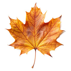 Fototapeta premium dry maple leaf isolated on white