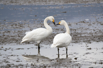 Obraz premium Tundra swans greet each other with their beaks. It looks heart-shaped. They came from Siberia to spend the winter in Japan.