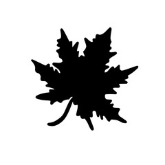 Fototapeta premium maple leaf silhouette