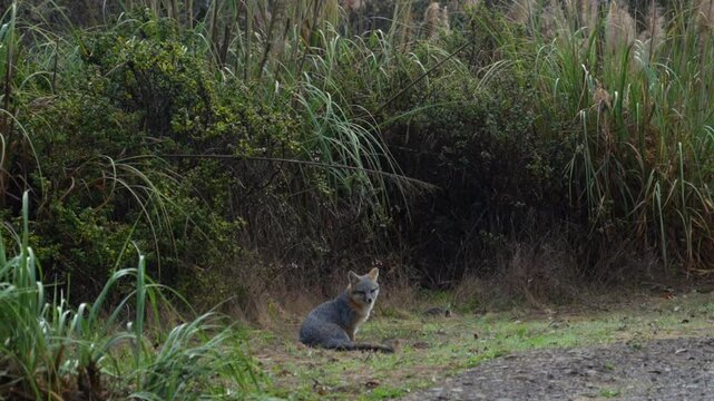 Black Fox standing scratching itch tall grass Redwoods Forest Sinkyone Wilderness Mendocino Lost Coast Trail Northern California Jones USAL Beach Campground untouched deep forest static close up