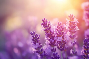 Naklejka premium Spring lavender blooms in sunlight Close up of lilacs Stunning natural panorama Hello spring Long banner
