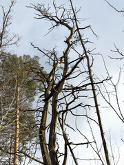 A tree with a lot of dead branches is in the foreground