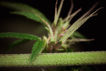 Macro photography of a cannabis plant showcasing its intricate details, vibrant colors, natural texture, and fresh trichomes. Ideal for medical, recreational, botanical, and promotional content. 