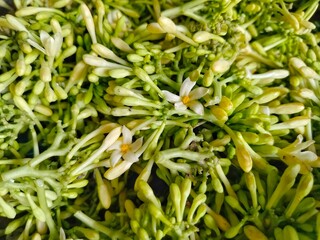piles of fresh green papaya plant flowers