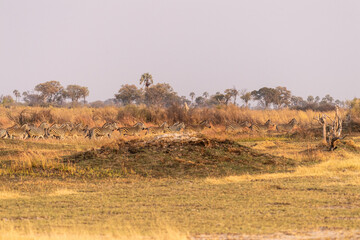 Obraz premium Telephoto shot of a large herd of Burchell's Plains zebras, Equus quagga burchelli, running on the dry lands of the Okavango Delta, Botswana.