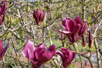 日本：シモクレン（ Magnolia liliiflora）の花をクローズアップ／埼玉県・4月