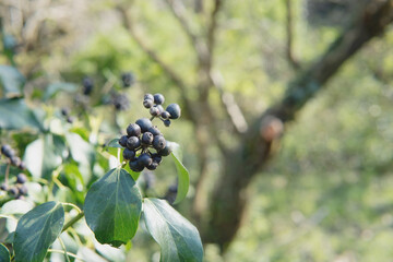 日本：キヅタ（Hedera rhombea ）の黒い実をクローズアップ／ウコギ科の山野草／埼玉県・４月