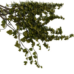 Plant and flower vine green ivy leaves tropic hanging, climbing isolated on transparent background
