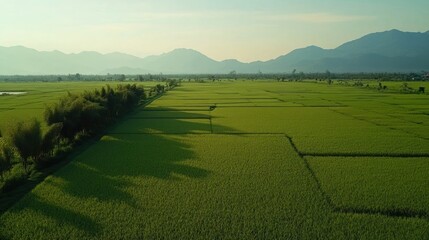 Obraz premium Aerial view of lush green rice paddies, mountain backdrop, sunset