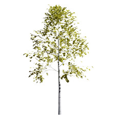 Beautiful garden plant	
