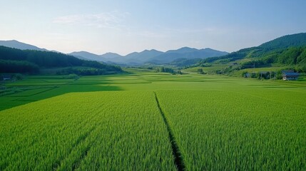 Fototapeta premium Lush green rice paddy field, mountain backdrop, rural landscape, aerial view, agriculture
