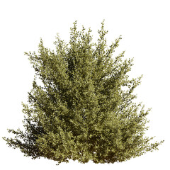 Beautiful garden plant	
